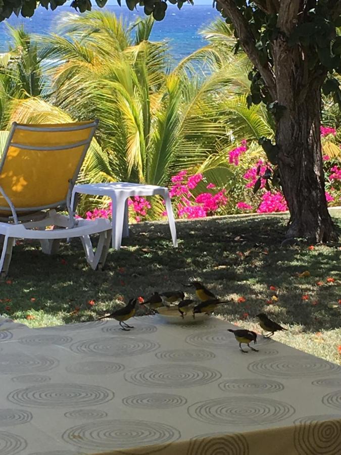 Villa Guadeloupe Saint François Accès Mer Piscine IGUANA BAY - Villa Zagadi Exterior foto